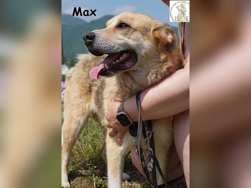 Max – Der Anführer mit dem Herz am rechten Fleck!