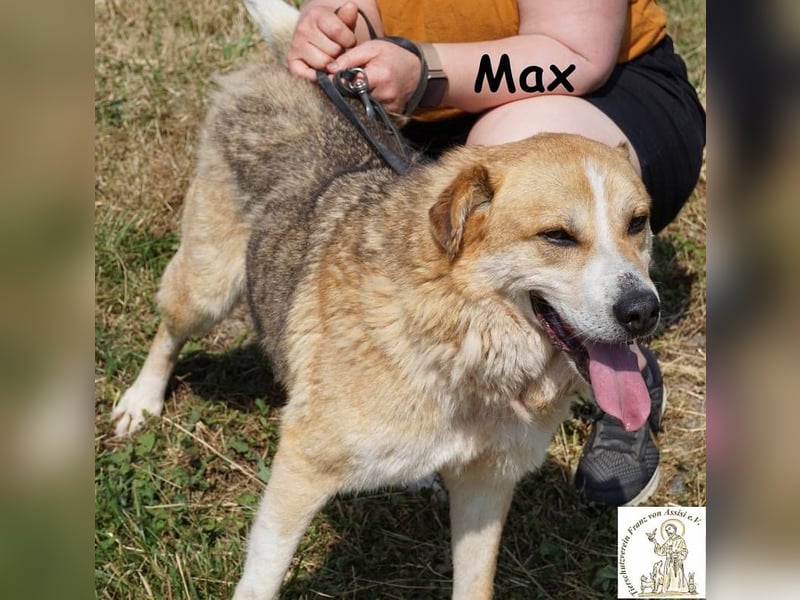 Max – Der Anführer mit dem Herz am rechten Fleck!