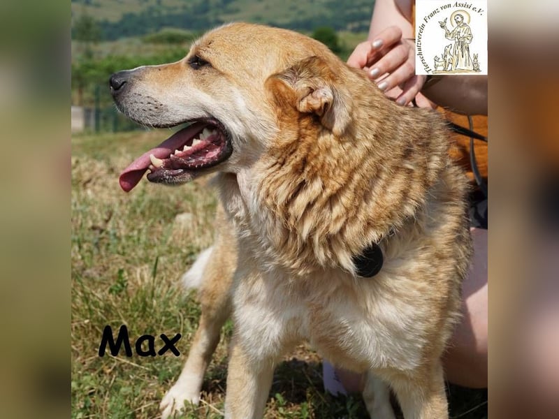 Max – Der Anführer mit dem Herz am rechten Fleck!