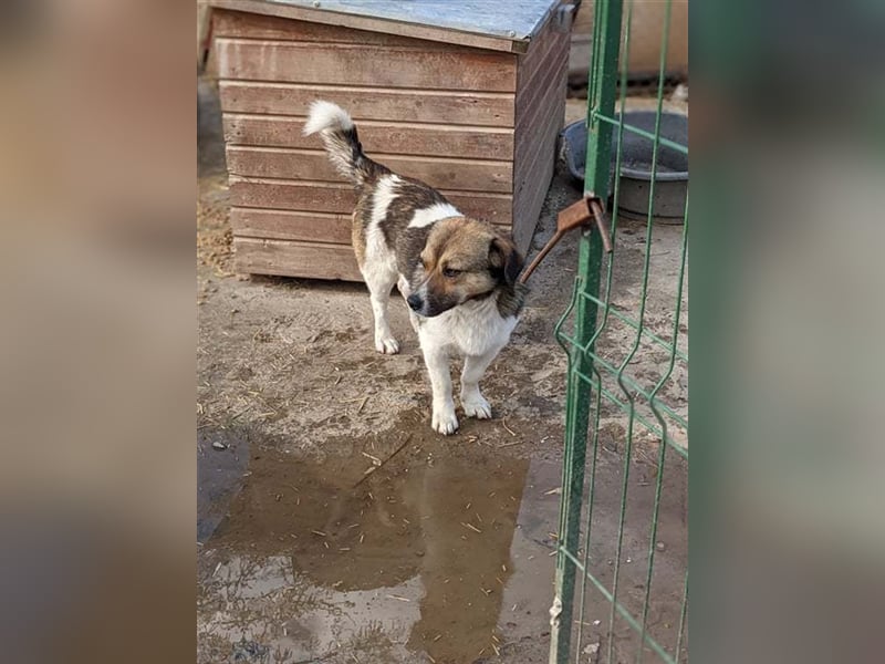 Snagov, kleiner Macho sucht seine Menschen