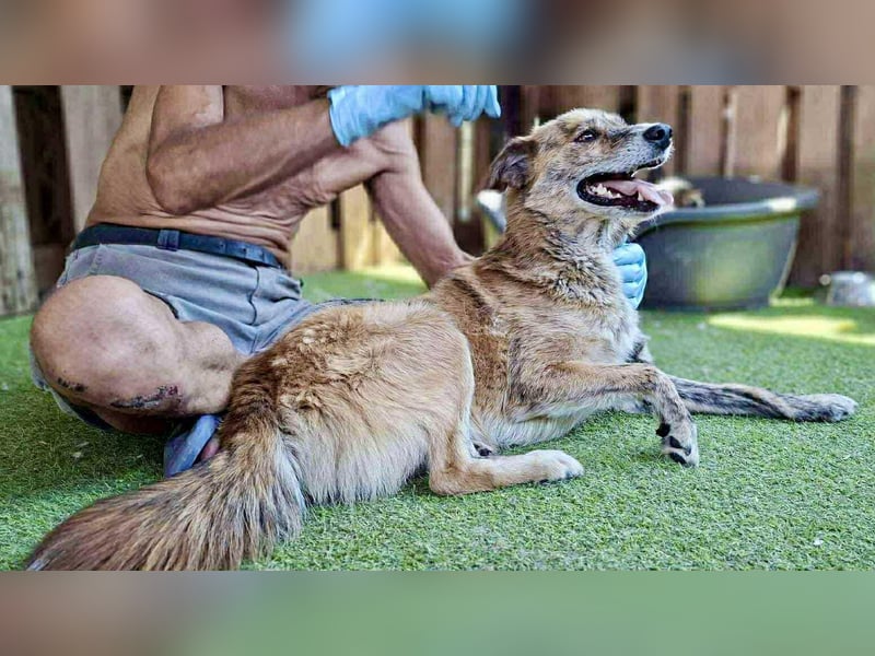 Simba sucht jemanden zum Kuscheln