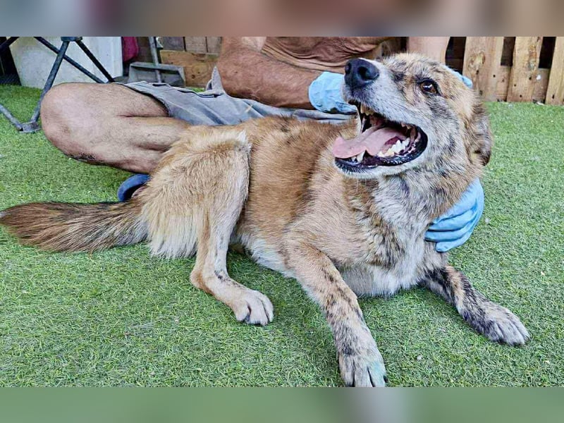 Simba sucht jemanden zum Kuscheln