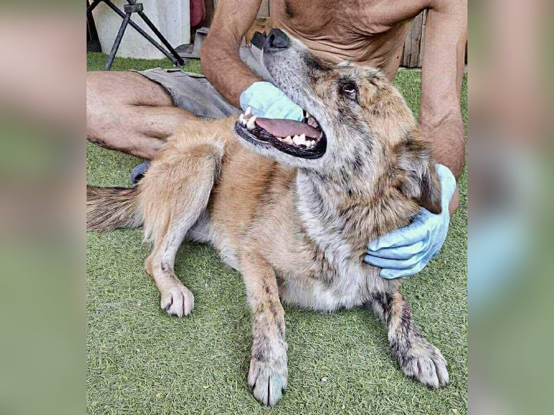 Simba sucht jemanden zum Kuscheln