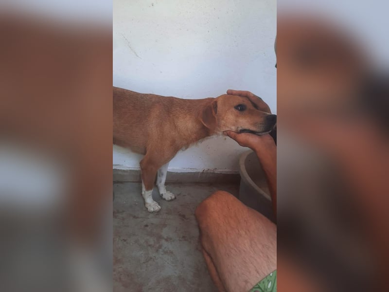 Vorsichtiger Leevi will noch viel lernen und erleben