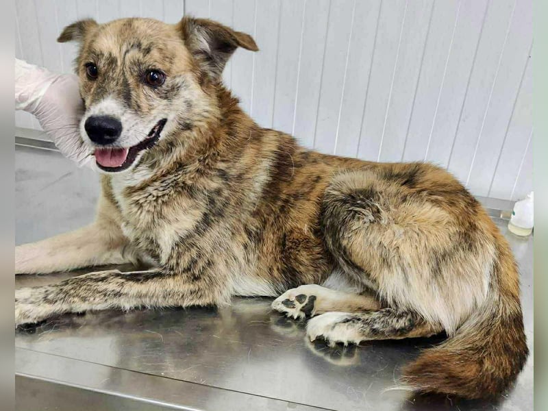 Simba sucht jemanden zum Kuscheln