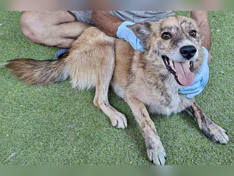 Simba sucht jemanden zum Kuscheln