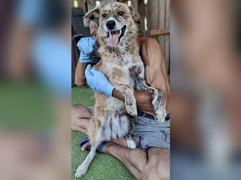 Simba sucht jemanden zum Kuscheln
