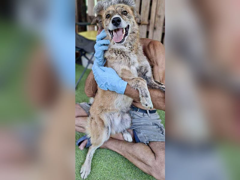 Simba sucht jemanden zum Kuscheln