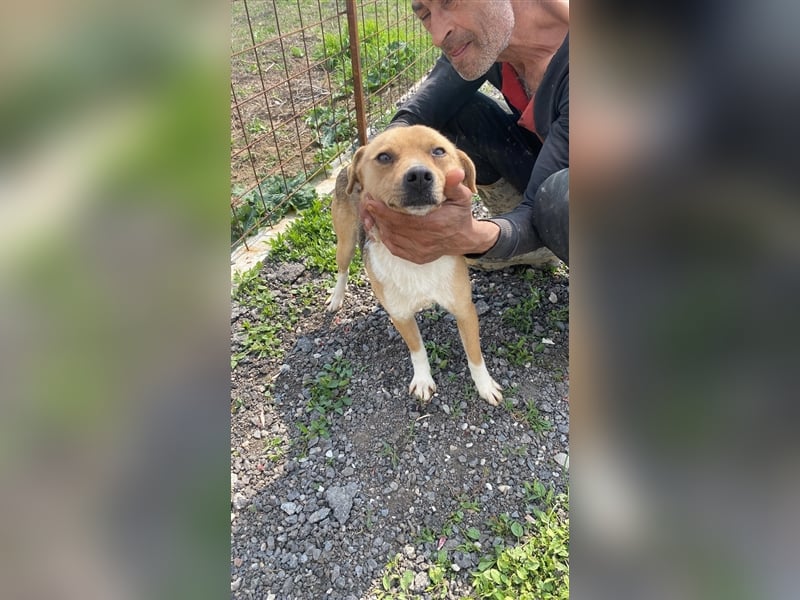 Bailey- zauberhaft auf den 2. Blick, 2 Jahre alt