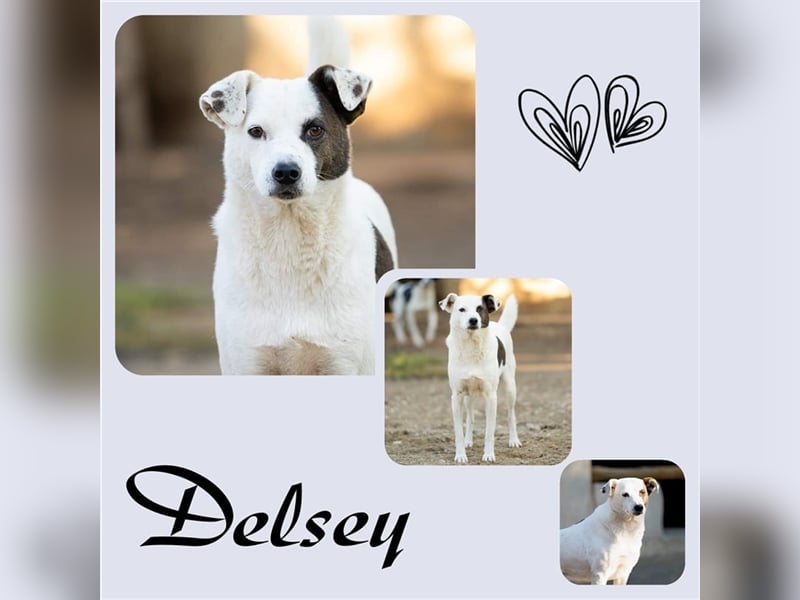 Delsey stellt sich vor