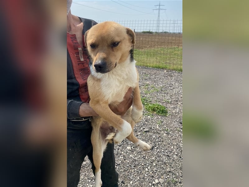 Bailey- zauberhaft auf den 2. Blick, 2 Jahre alt