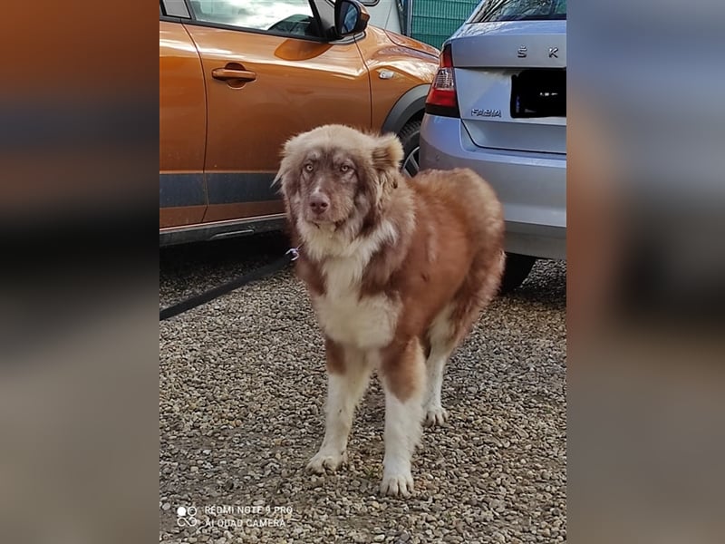 Zito – Traumhund Nähe Aachen auf einem Tierschutzhof, 1 Jahr