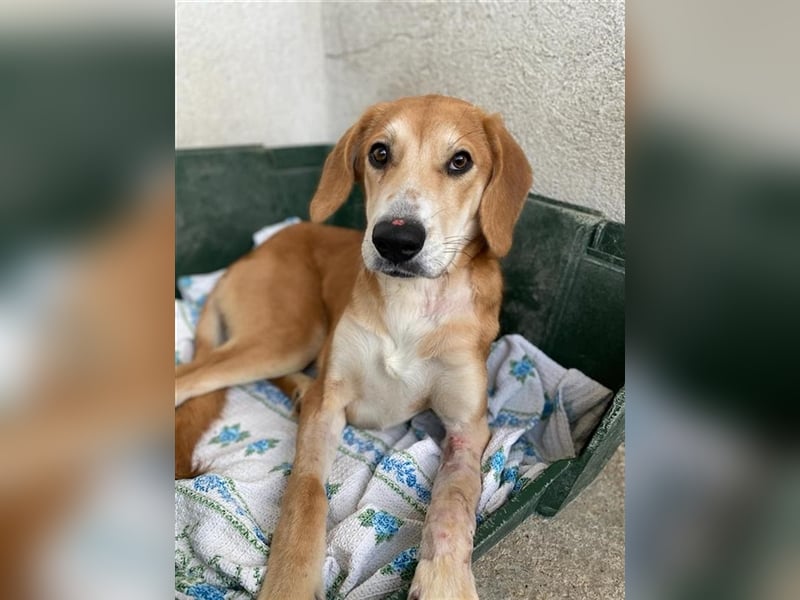 Jax, geb. ca. 07/2022, lebt in GRIECHENLAND, im städt. Tierheim Serres