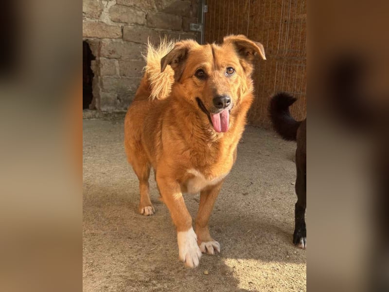 ⭐️NALO⭐️, Rüde, 3 Jahre, 38 cm, Mischling, Tierschutz