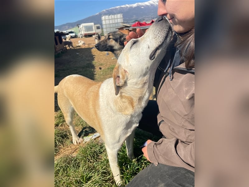 Ikarus, geb. ca. 04/2019, lebt in GRIECHENLAND, auf einem Gelände, auf dem die Hunde notdürftig vers