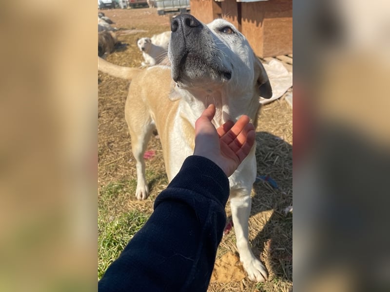 Ikarus, geb. ca. 04/2019, lebt in GRIECHENLAND, auf einem Gelände, auf dem die Hunde notdürftig vers