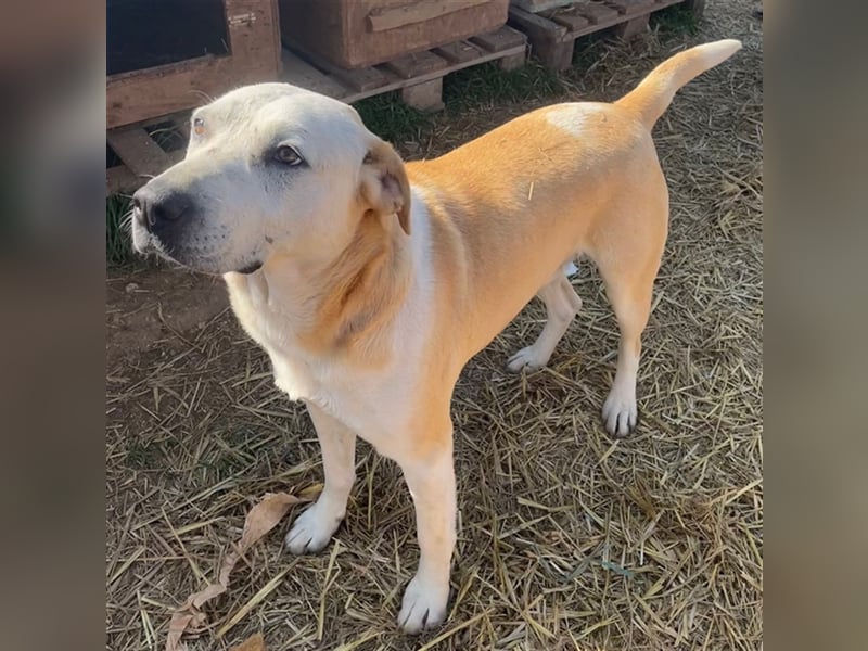 Ikarus, geb. ca. 04/2019, lebt in GRIECHENLAND, auf einem Gelände, auf dem die Hunde notdürftig vers