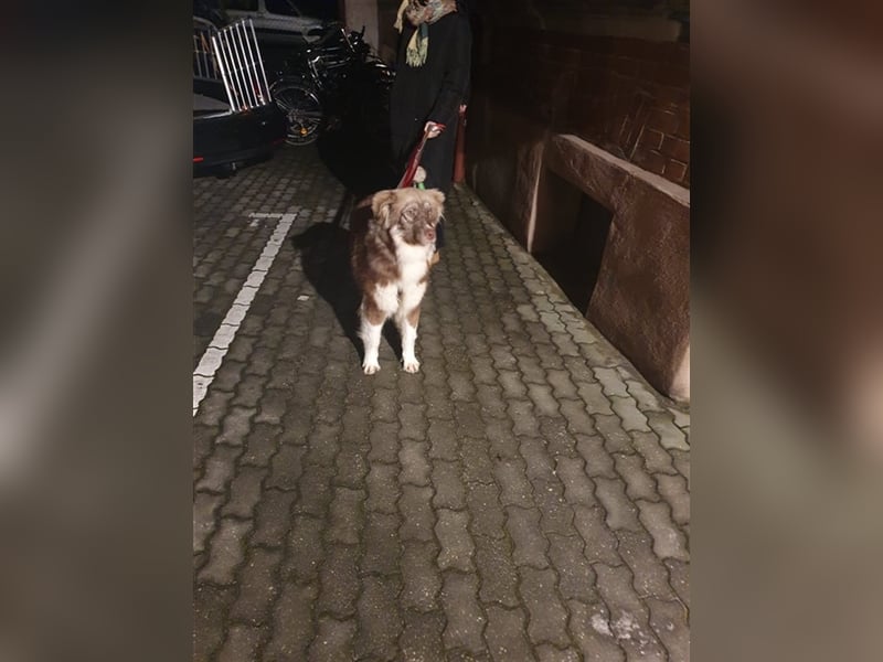 Zito – Traumhund Nähe Aachen auf einem Tierschutzhof, 1 Jahr