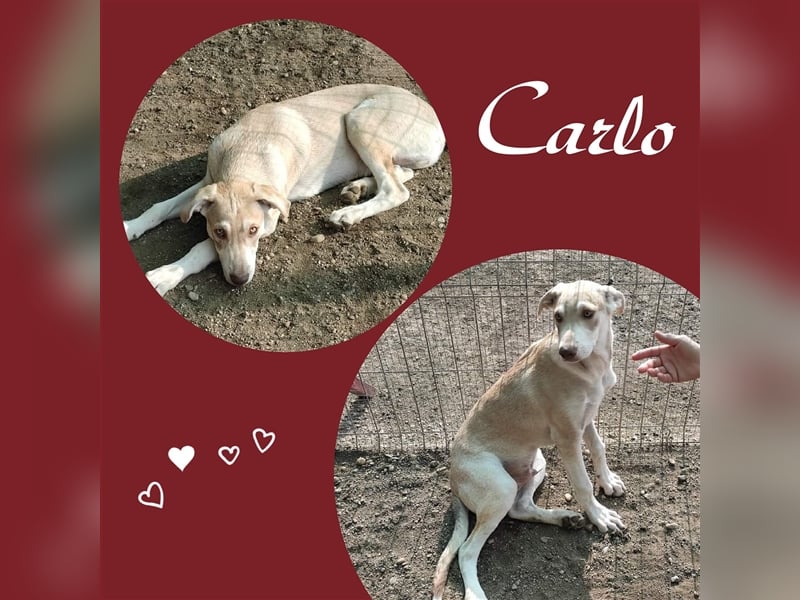 Hoppla, hier kommt Carlo!