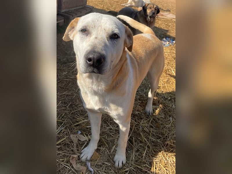 Ikarus, geb. ca. 04/2019, lebt in GRIECHENLAND, auf einem Gelände, auf dem die Hunde notdürftig vers