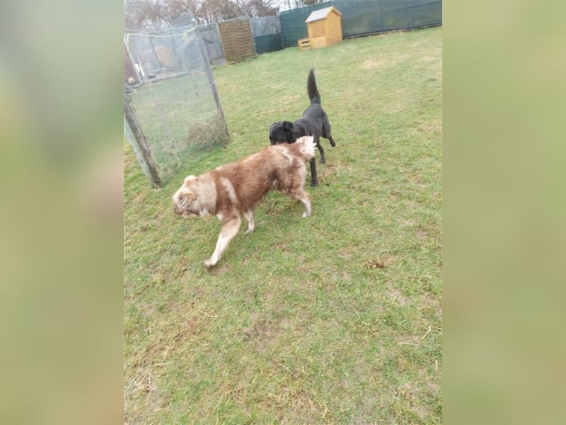 Zito – Traumhund Nähe Aachen auf einem Tierschutzhof, 1 Jahr