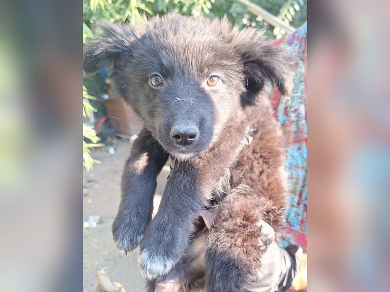 ⭐️Rufus⭐️, sanfter Welpe, Rüde, 3 Monate, 25 cm, Mischling, Tierschutz