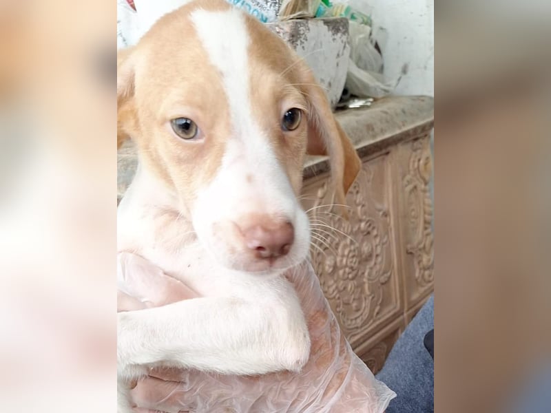 ⭐️KRUSTY⭐️, Rüde, 3 Monate, 24 cm, Mischling, Tierschutz