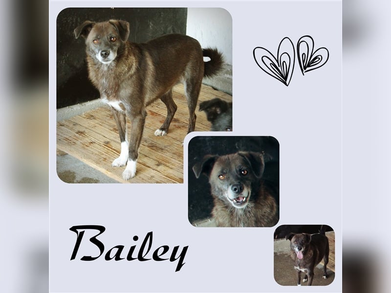Bailey sucht schon so lange seine Menschen!