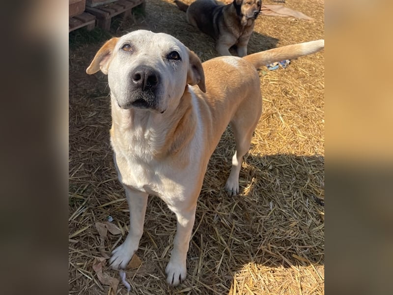 Ikarus, geb. ca. 04/2019, lebt in GRIECHENLAND, auf einem Gelände, auf dem die Hunde notdürftig vers