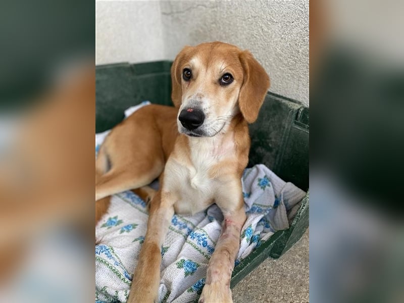 Jax, geb. ca. 07/2022, lebt in GRIECHENLAND, im städt. Tierheim Serres