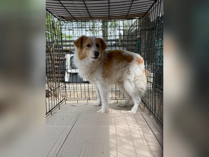 ENFY, Rüde, 1,5 Jahre, 38 cm, Mischling, Tierschutz