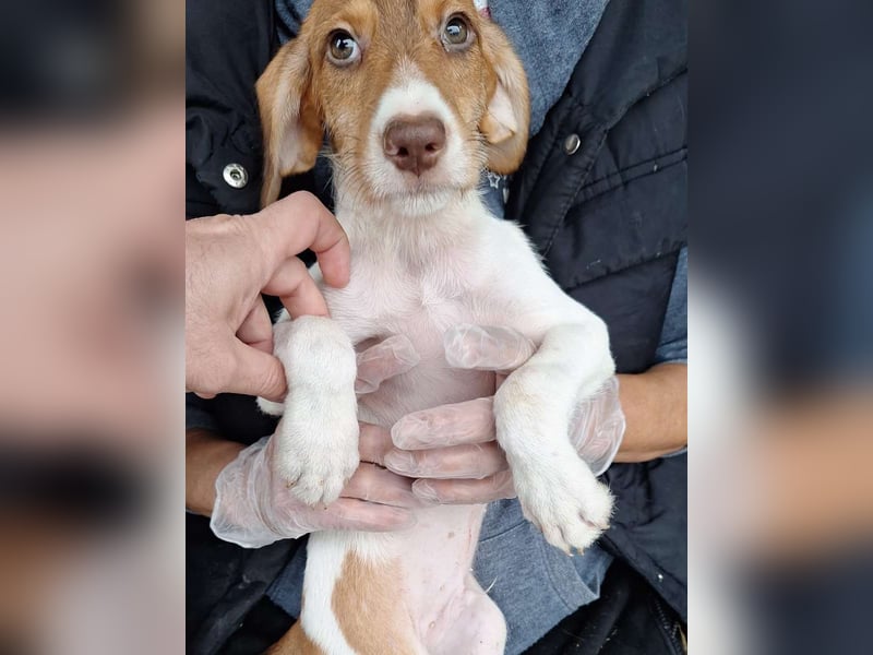 ⭐️KORGO⭐️, Rüde, 3 Monate, 24 cm, Mischling, Tierschutz