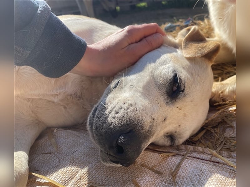 Ikarus, geb. ca. 04/2019, lebt in GRIECHENLAND, auf einem Gelände, auf dem die Hunde notdürftig vers