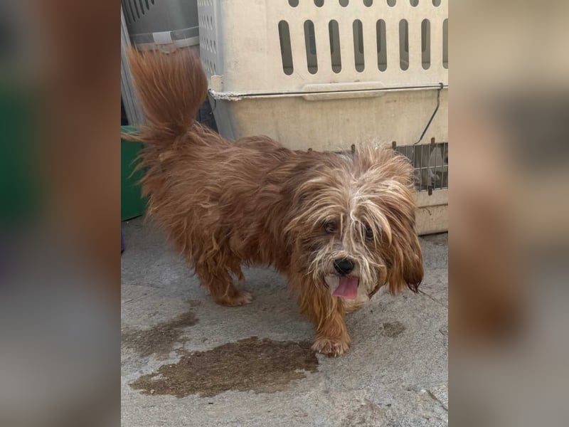 ⭐️LION⭐️, Rüde, 3 Jahre, 30 cm, Mischling, Tierschutz