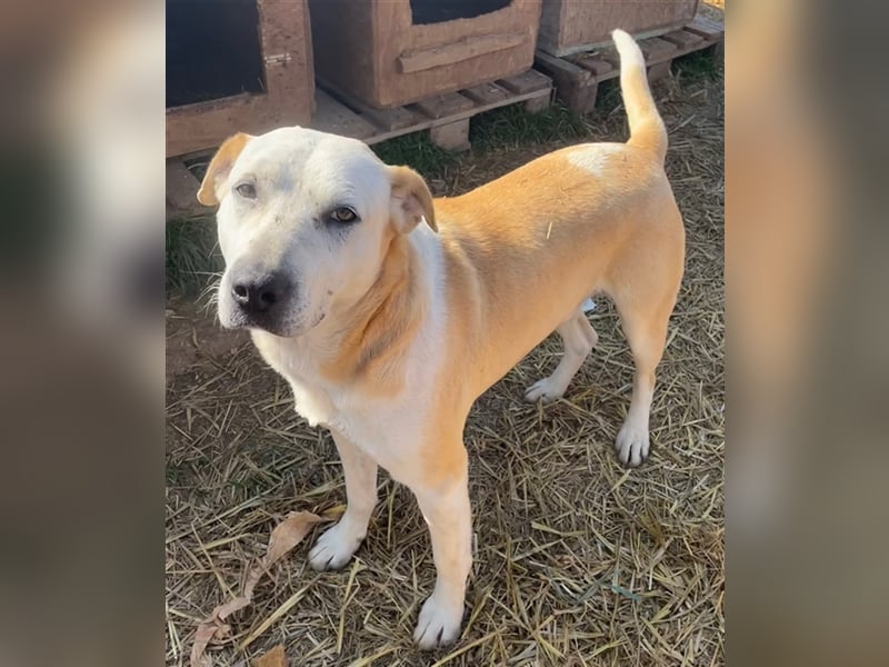 Ikarus, geb. ca. 04/2019, lebt in GRIECHENLAND, auf einem Gelände, auf dem die Hunde notdürftig vers