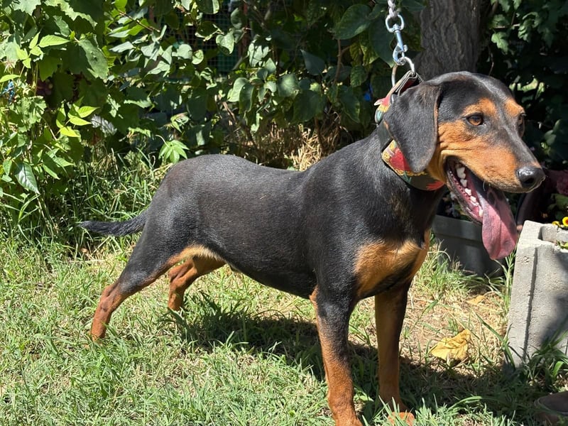Der kleine Zongor sucht ein Zuhause