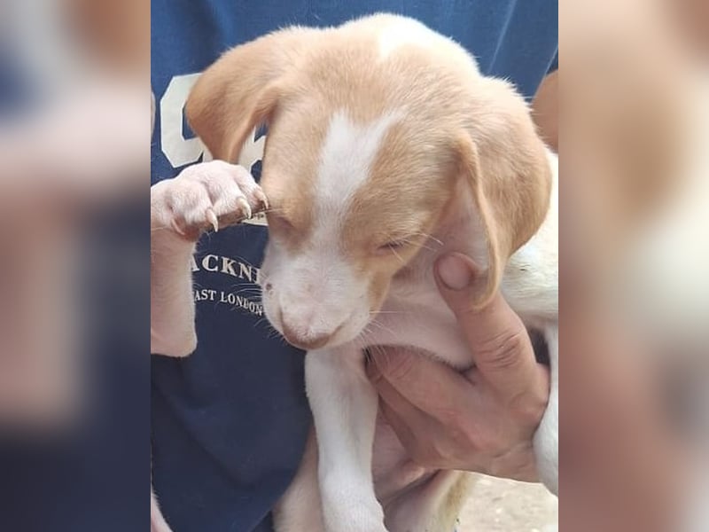 ⭐️KRUSTY⭐️, Rüde, 3 Monate, 24 cm, Mischling, Tierschutz