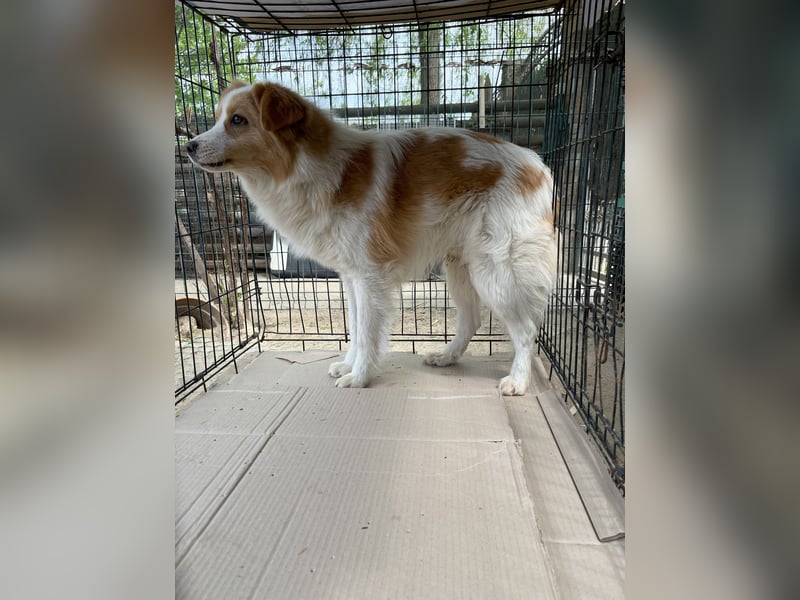 ENFY, Rüde, 1,5 Jahre, 38 cm, Mischling, Tierschutz