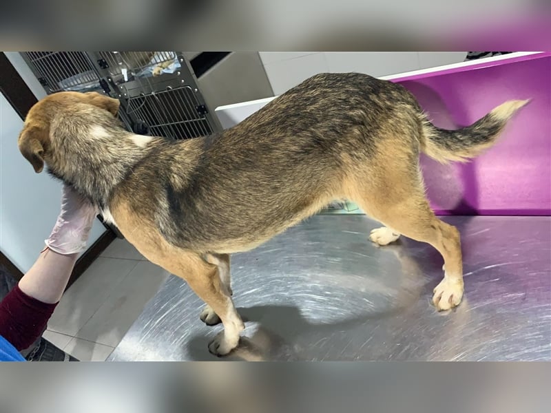 Bailey- zauberhaft auf den 2. Blick, 2 Jahre alt