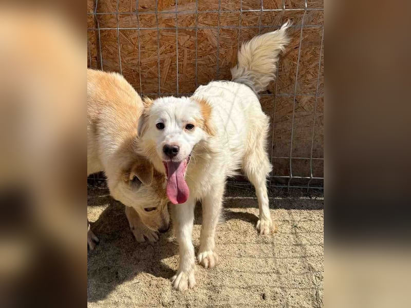 ⭐️SCIP⭐️, Rüde, 11 Monate, 35 cm, Mischling, Tierschutz