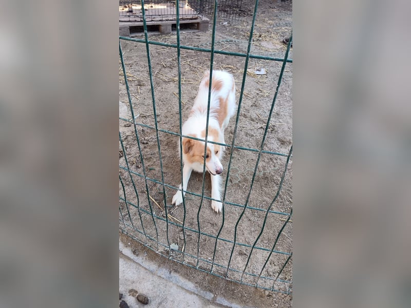 ENFY, Rüde, 1,5 Jahre, 38 cm, Mischling, Tierschutz