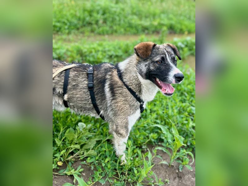⭐️AMARETTO⭐️, Rüde, 1 Jahr, 45 cm, Mischling, Tierschutz