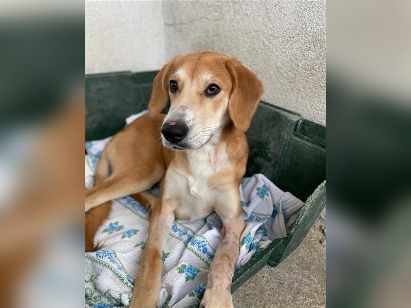 Jax, geb. ca. 07/2022, lebt in GRIECHENLAND, im städt. Tierheim Serres