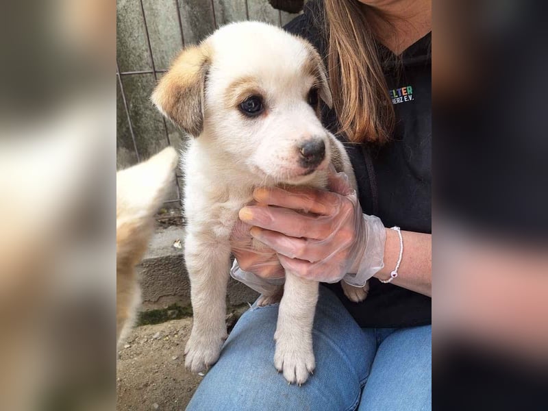 ⭐️PIVO⭐️, Rüde, 7 Monate, 22 cm, Mischling, Tierschutz