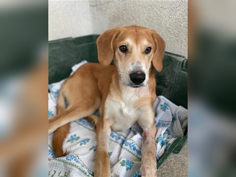 Jax, geb. ca. 07/2022, lebt in GRIECHENLAND, im städt. Tierheim Serres