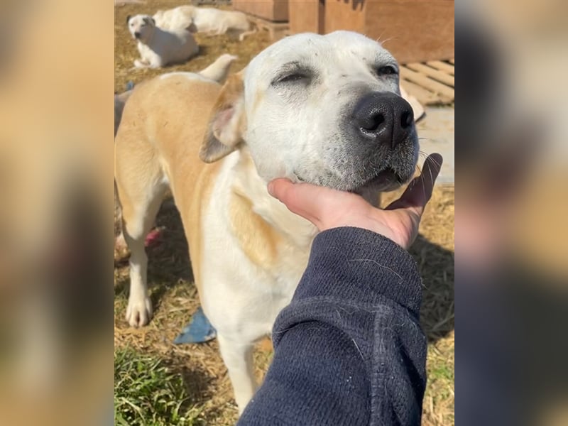 Ikarus, geb. ca. 04/2019, lebt in GRIECHENLAND, auf einem Gelände, auf dem die Hunde notdürftig vers