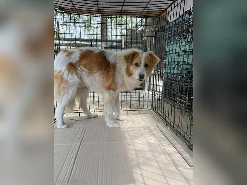 ENFY, Rüde, 1,5 Jahre, 38 cm, Mischling, Tierschutz