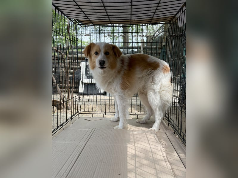 ENFY, Rüde, 1,5 Jahre, 38 cm, Mischling, Tierschutz
