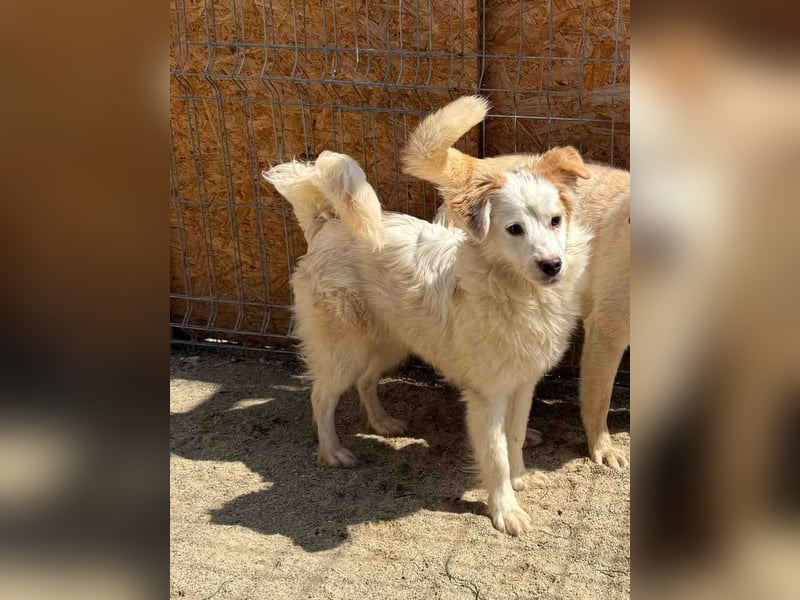 ⭐️SCIP⭐️, Rüde, 11 Monate, 35 cm, Mischling, Tierschutz