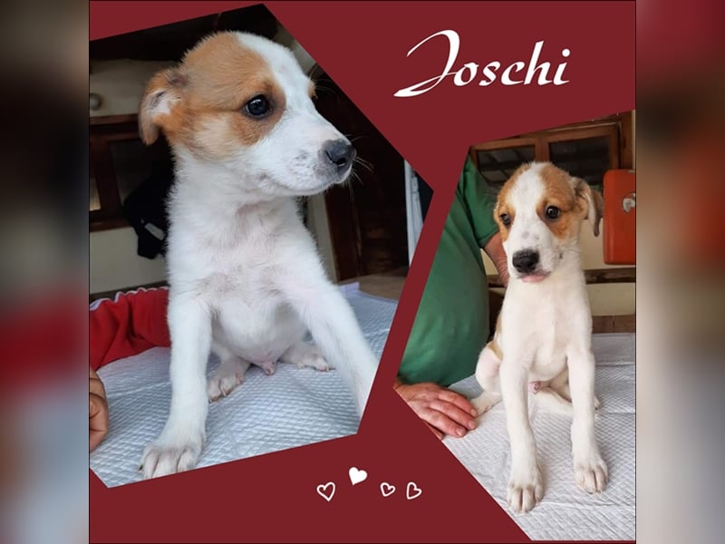 Hoppla, hier kommt Joschi
